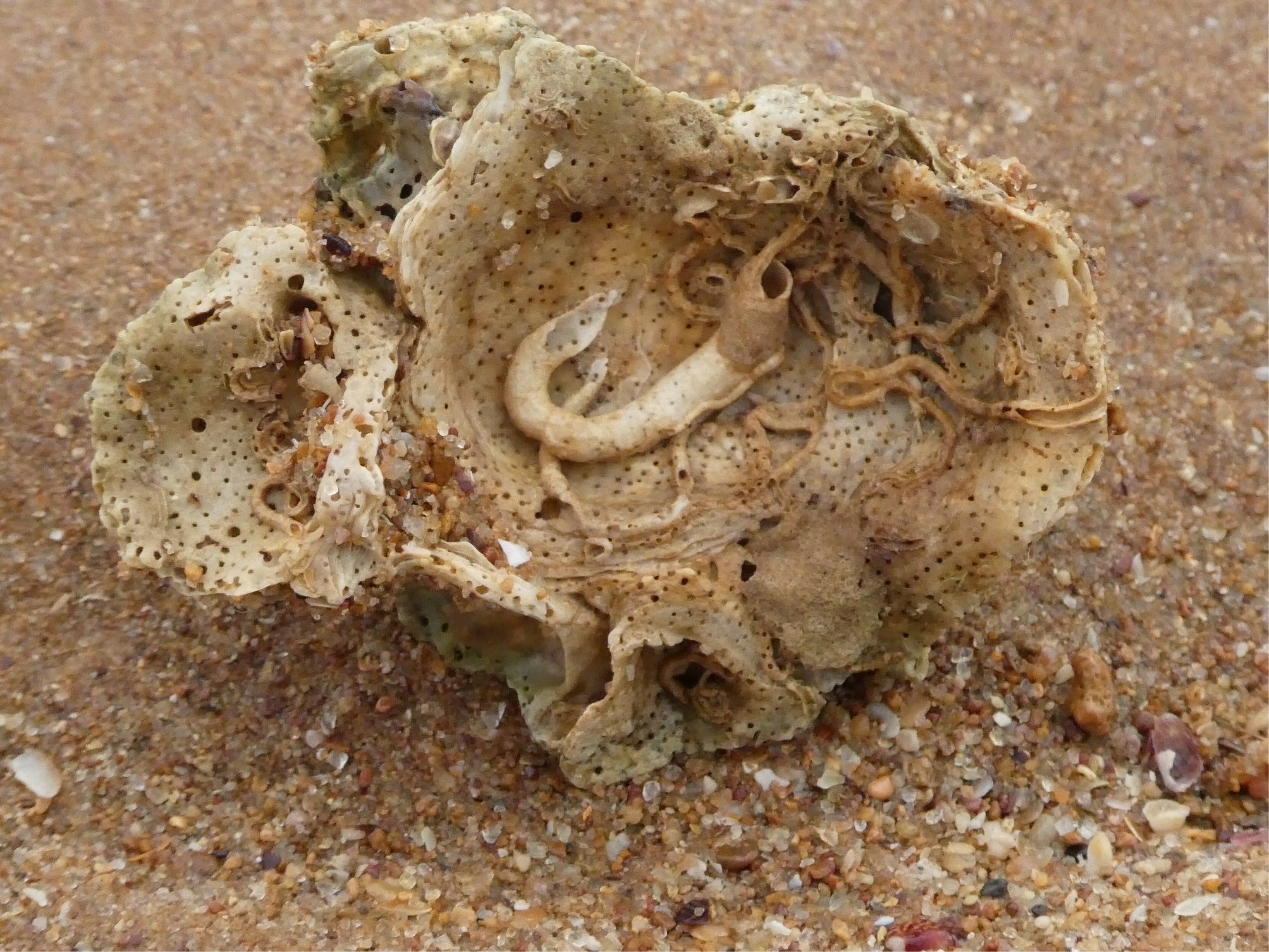 Steppenroller Reiseblog Kirsten Meyer Australien Port Hedland Strand Muschel
