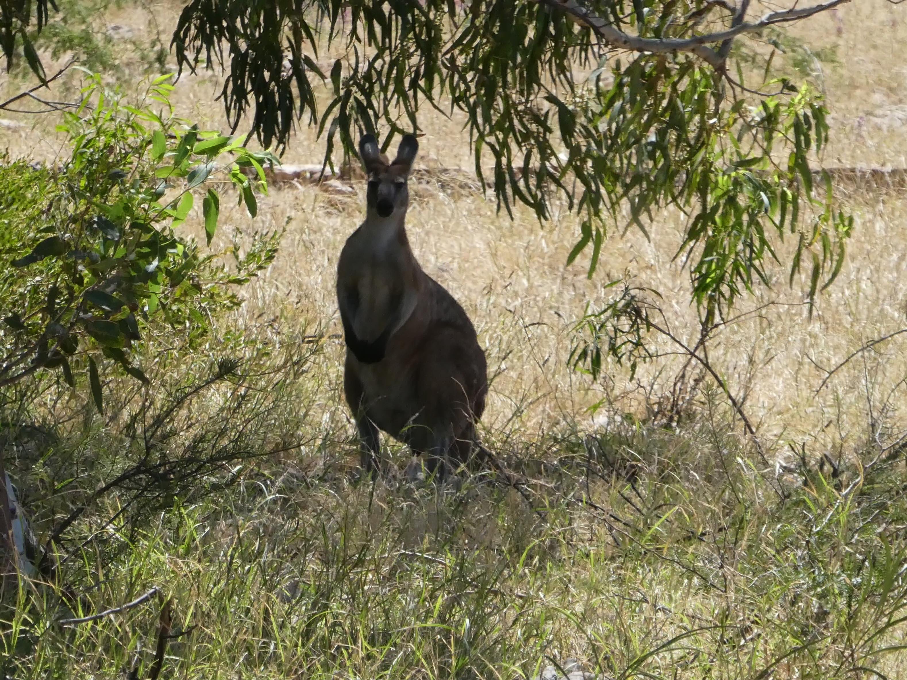 Riesenkänguru Australien