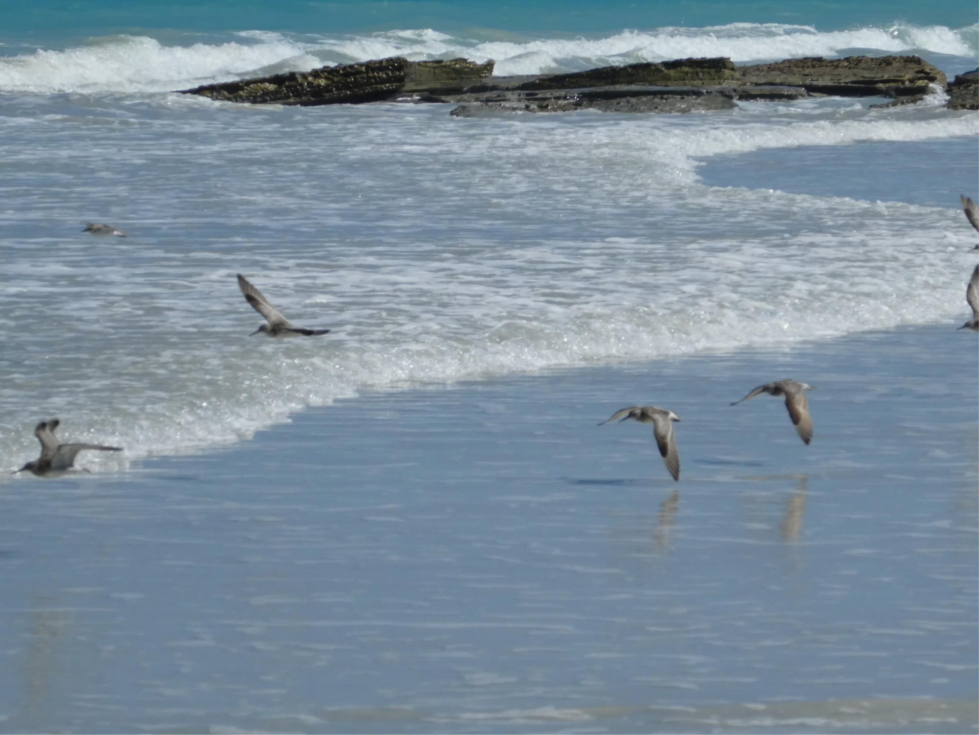 Steppenroller Reiseblog Kirsten Meyer Australien Cable Beach Vögel am Strand