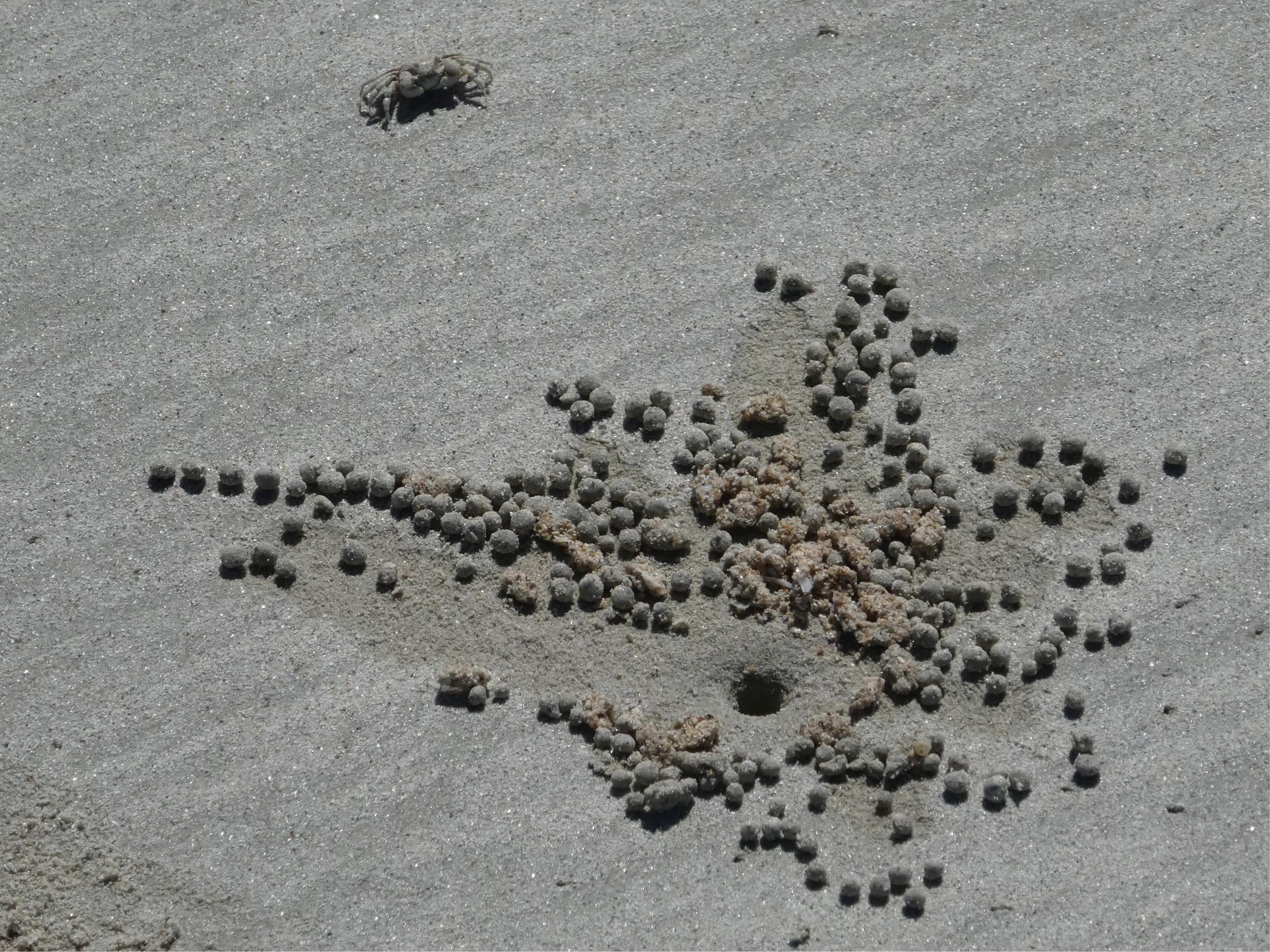 Steppenroller Reiseblog Kirsten Meyer Australien Cable Beach Krebs
