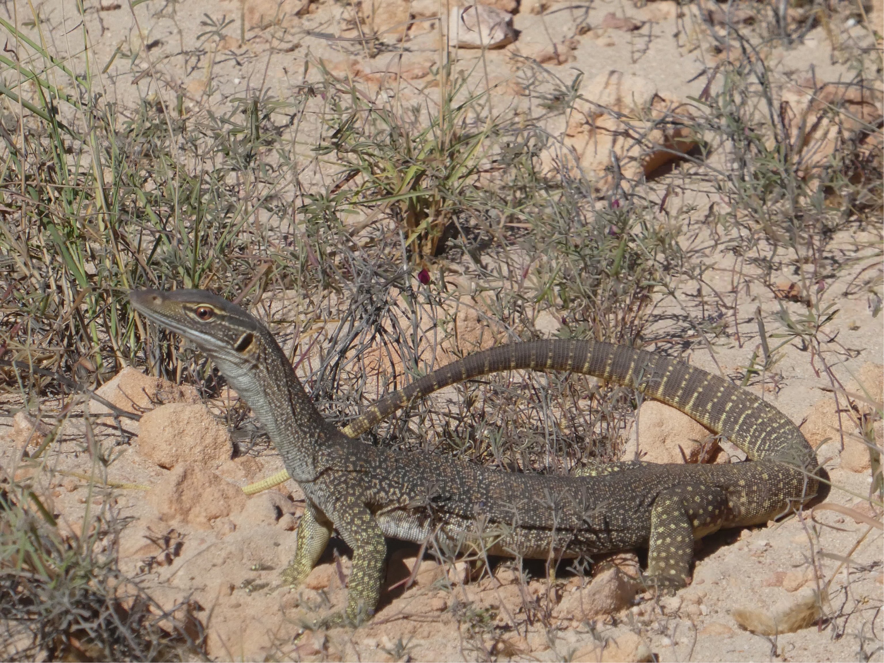 Steppenroller Reiseblog Kirsten Meyer Australien Ningaloo Marine Park Echse Echse